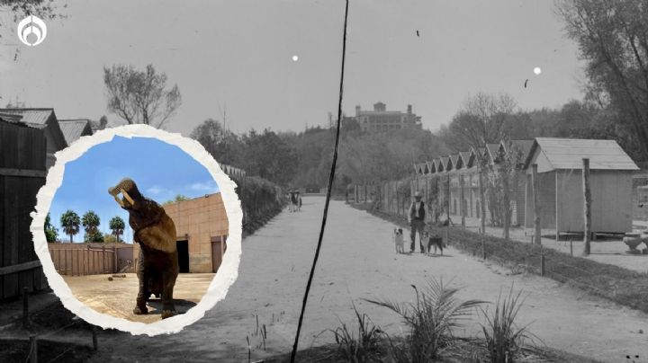 El Zoológico de Chapultepec cumple 100 años: así era antes; así es ahora (FOTOS)