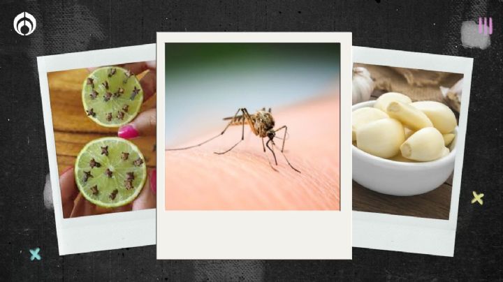 Lluvia trae temporada de mosquitos: 5 repelentes con ingredientes caseros