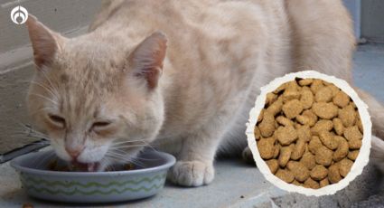 Las croquetas para gato más baratas y mejores que las de Nupec y Purina, según Profeco