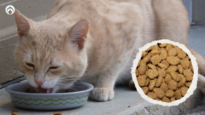 Las croquetas para gato más baratas y mejores que las de Nupec y Purina, según Profeco