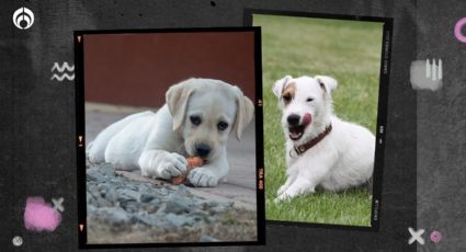 Perritos: estos son los mejores bocadillos caseros para tu mascota