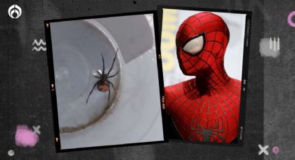 Niño en Bolivia se deja picar por viuda negra… ¡para convertirse en Spider-Man!