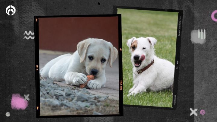 Perritos: estos son los mejores bocadillos caseros para tu mascota