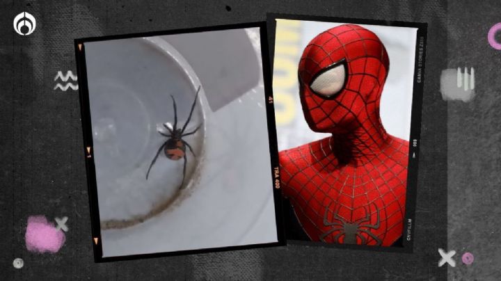 Niño en Bolivia se deja picar por viuda negra… ¡para convertirse en Spider-Man!