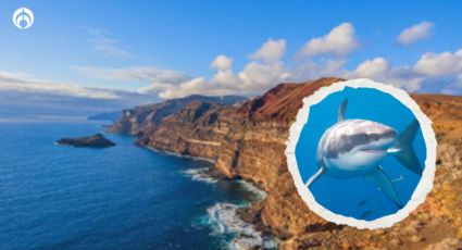 Estas son las playas con más tiburones blancos en México