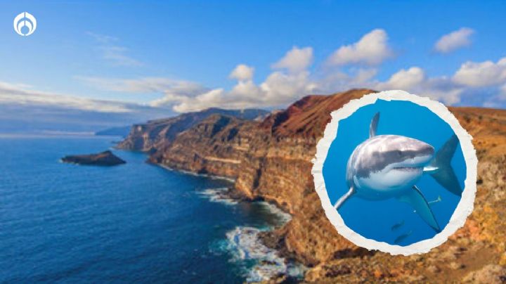 Estas son las playas con más tiburones blancos en México