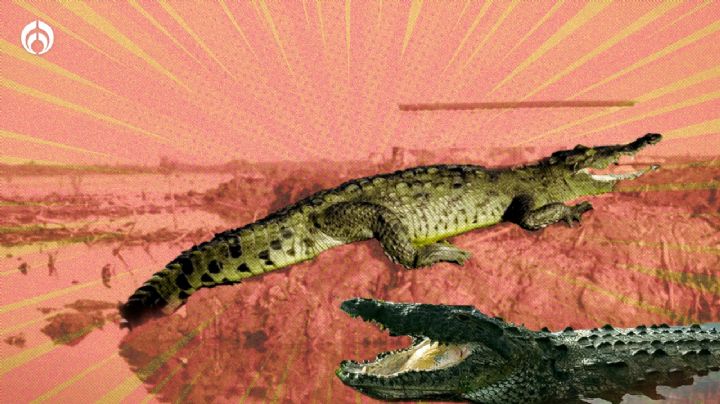 'Laguna Colombia' en Cozumel: una nueva oportunidad de vida para los cocodrilos digna de admirar