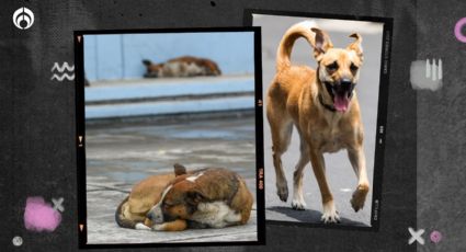 Combinación sencilla para quitar el olor de pipí de perro en tu patio