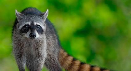 Crueldad animal: matan a 60 mapaches por trabajos de limpieza en Santa Nita, Altamira