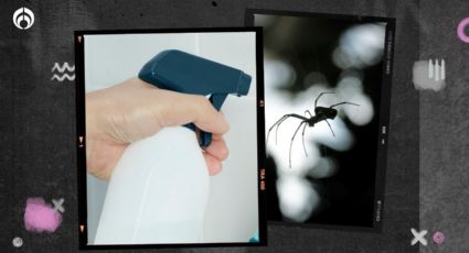 Rocía esta mezcla natural en las ventanas y olvídate de las arañas