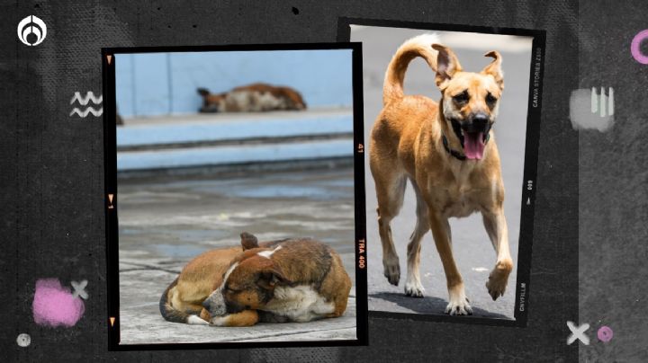 Combinación sencilla para quitar el olor de pipí de perro en tu patio