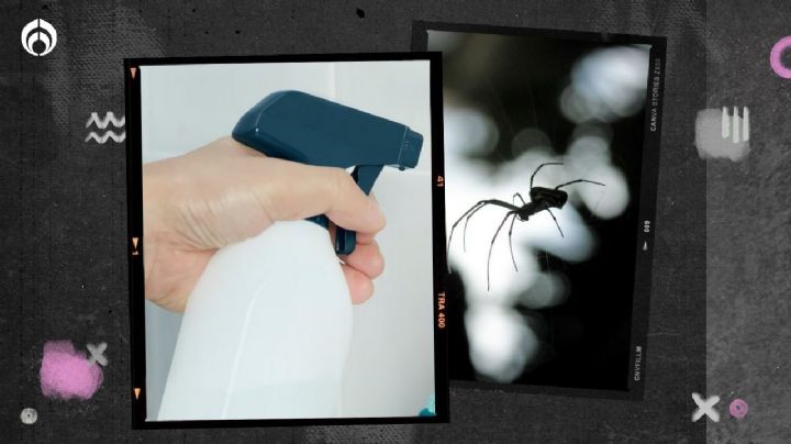 Rocía esta mezcla natural en las ventanas y olvídate de las arañas