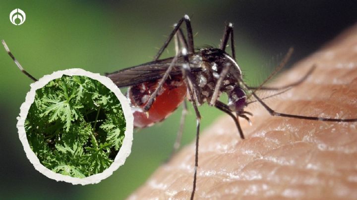 ¿Cómo hacer un repelente con citronela para alejar a los mosquitos? Paso a paso