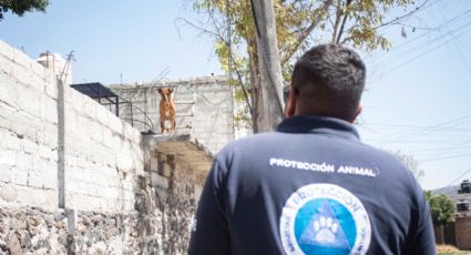 Protección animal en Querétaro: estas son las multas económicas que se han aprobado