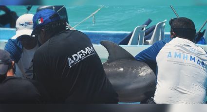 (VIDEO) Así fue el increíble rescate de un bebé delfín atrapado en una soga en Quintana Roo