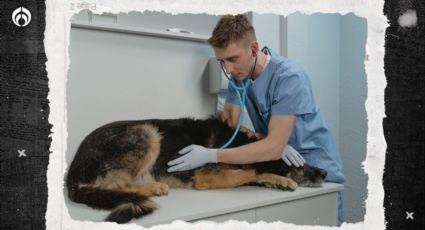 Este es el salario de un veterinario en México en 2023: ¿te conviene esa carrera?