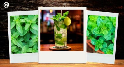 Menta vs. hierbabuena: ¿Cuál es mejor para el mojito y cómo diferenciarlas?