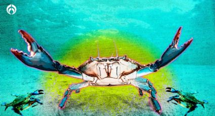 Cangrejo Azul: su peor depredador es el humano quien tiene la misión de devolverlo al mar