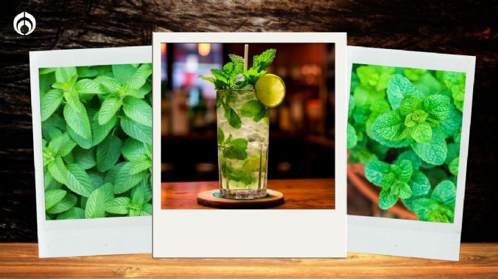 Menta vs. hierbabuena: ¿Cuál es mejor para el mojito y cómo diferenciarlas?