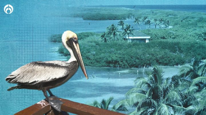 Isla Contoy, el 'tesoro' mejor protegido de Quintana Roo