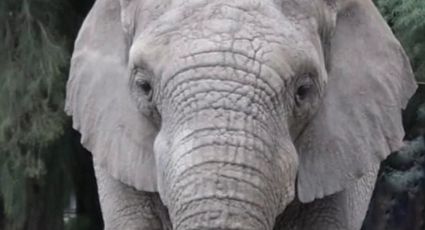 (VIDEO) Así despiden a Davy, icónico elefante africano de Zooleón que murió a los 50 años de edad