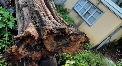 (FOTOS) Cae 'arbolote' sobre una propiedad en el municipio de Soledad de Doblado, Veracruz