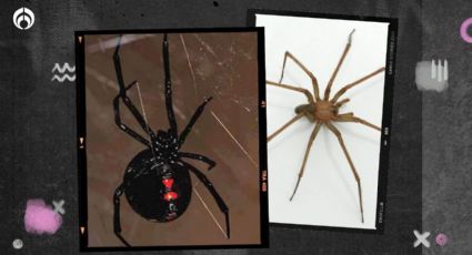 Viuda Negra vs. araña violinista: ¿Cuál posee el peor veneno para los humanos?