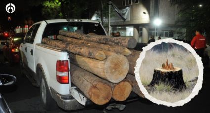 ¿Quiénes son los talamontes? Así dejan 'pelones' los bosques de la CDMX y Morelos