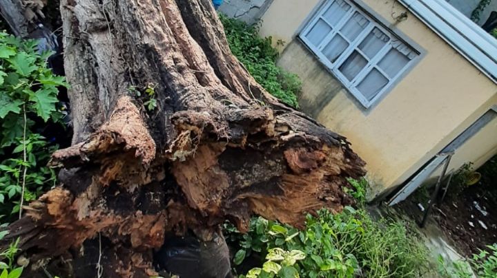 (FOTOS) Cae 'arbolote' sobre una propiedad en el municipio de Soledad de Doblado, Veracruz