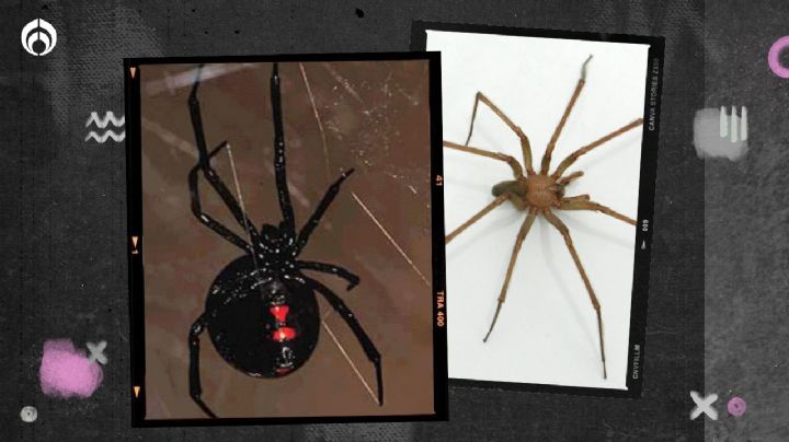 Viuda Negra vs. araña violinista: ¿Cuál posee el peor veneno para los humanos?