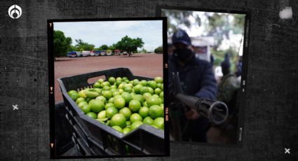 Peleas de narcos pegan a limoneros en Michoacán y amenazan distribución en el país