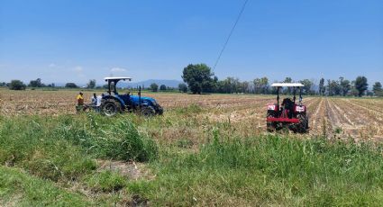 Sequía en Querétaro: no habrá cosecha de maíz, forraje ni frijol; estiman crisis en el campo