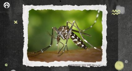 Combinación casera de 3 ingredientes para alejar a los mosquitos de tu casa