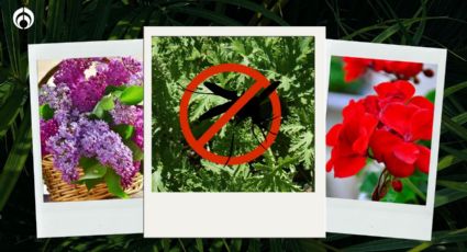 Estas son las 9 mejores plantas antimosquitos