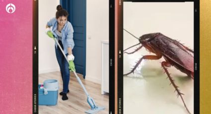 Forma efectiva de trapear el piso para que las cucarachas salgan despavoridas de la casa