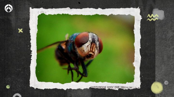 Con 3 ingredientes haz una trampa para alejar a los mosquitos de tus frutas