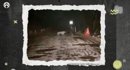 Tren Maya: Captan a felino recorriendo vías del tramo 5, cerca del Parque Nacional del Jaguar