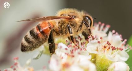 ¿Qué significa que haya abejas en tu casa? Este es el mensaje que esconden