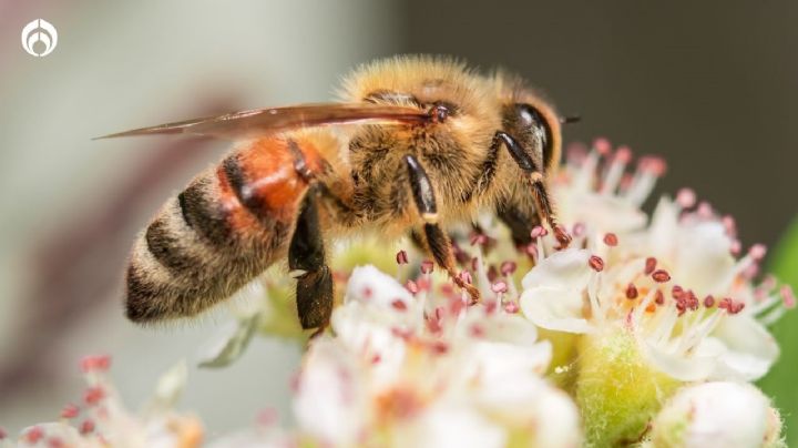 ¿Qué significa que haya abejas en tu casa? Este es el mensaje que esconden