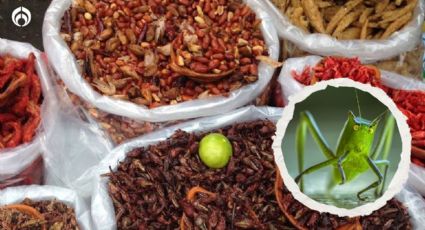 Grillos y chapulines: ¿cuáles son sus diferencias y ambos se pueden comer?