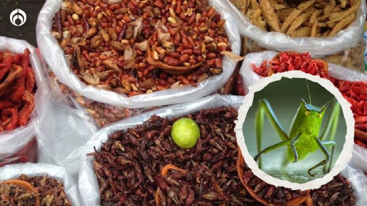 Grillos y chapulines: ¿cuáles son sus diferencias y ambos se pueden comer?