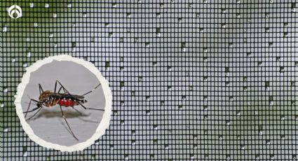 ¿Cómo hacer un mosquitero en casa? Sigue estos 6 sencillos pasos