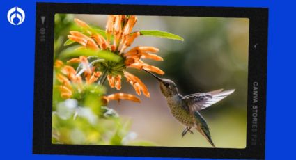 ¿Qué significa que un colibrí llegue a tu casa?