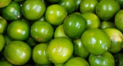 ¡Hay limones! Garantizada la producción y abasto del producto en Michoacán