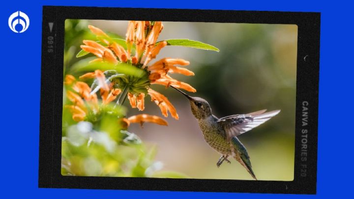 ¿Qué significa que un colibrí llegue a tu casa?