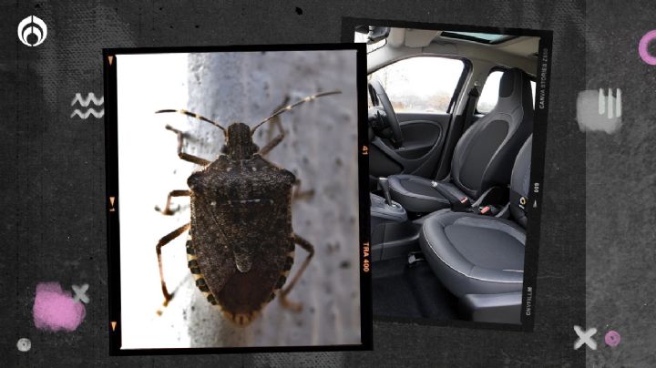 3 señales de que hay chinches en tu auto y cómo eliminarlas