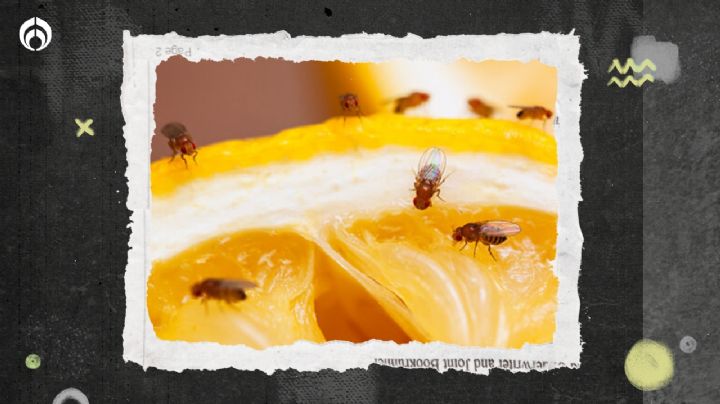 ¿Qué significa tener mosquitos de fruta en tu casa?