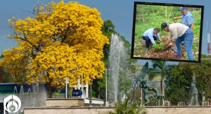 (FOTOS) Tabasco se viste de amarillo: el fascinante mundo de los árboles de Guayacán