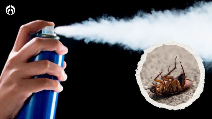 ¿Cuál es el mejor insecticida para cucarachas? Esto dicen los expertos