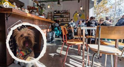 Estos son los mejores lugares para ir a comer con tu perrito en CDMX